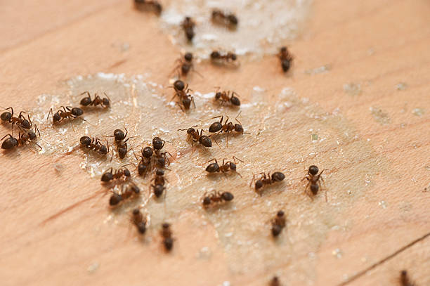 Best Best Pest Control Near Me  in Rosemount, OH