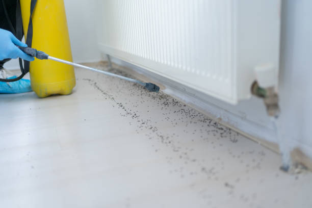 Best Insect Control  in Rosemount, OH